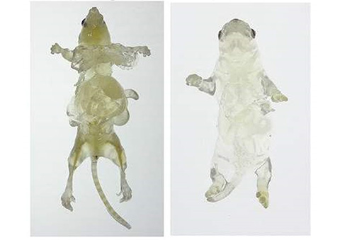 Fig.3 Clearing of entire mouse body (left: adult, right: pup)