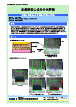 皮膚断面の成分分布評価