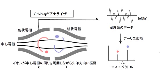 液体クロマトグラフ-フーリエ変換質量分析法