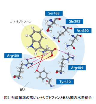 形成確率の高いL-トリプトファンとBSA間の水素結合