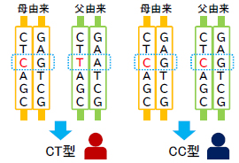 Single Nucleotide Polymorphism：一塩基多型