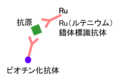 1次免疫反応