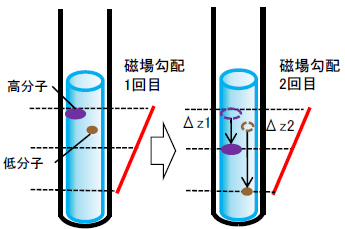 分子の挙動および磁場勾配のイメージ