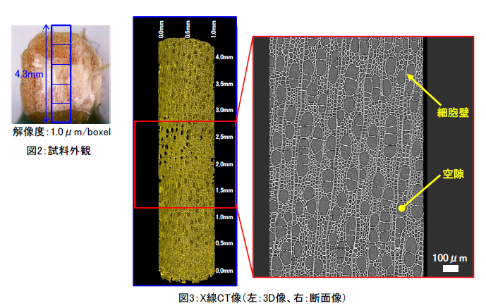 木材のX線CT像