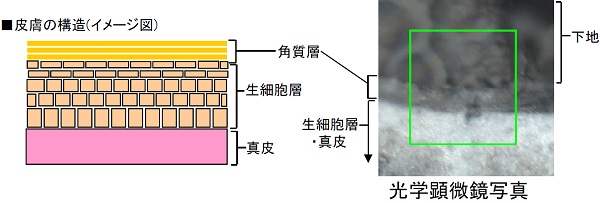 皮膚断面の成分分布評価