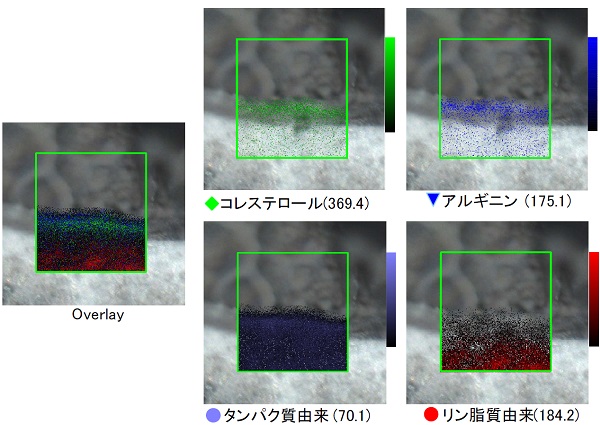 皮膚断面の成分分布評価