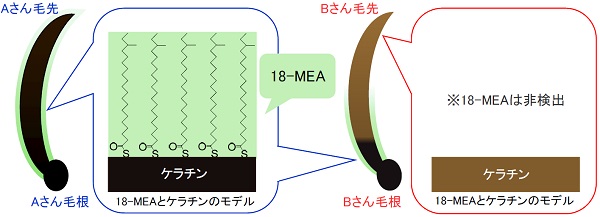 髪表面の成分18-MEAの評価