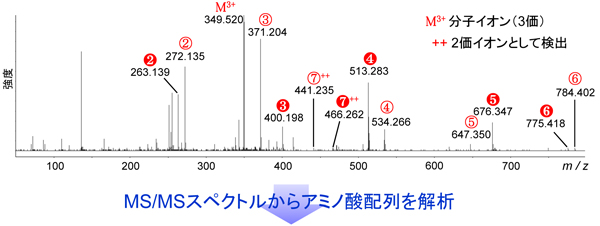 MS/MSスペクトル