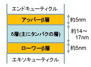 毛髪断面の微細構造（S)TEM分析