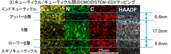 毛髪断面の微細構造（S)TEM分析