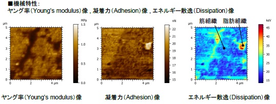 AFM-MAによる食品（ロースハム）の機械特性評価