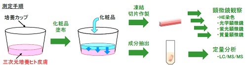 三次元培養ヒト皮膚を用いた皮膚透過性評価