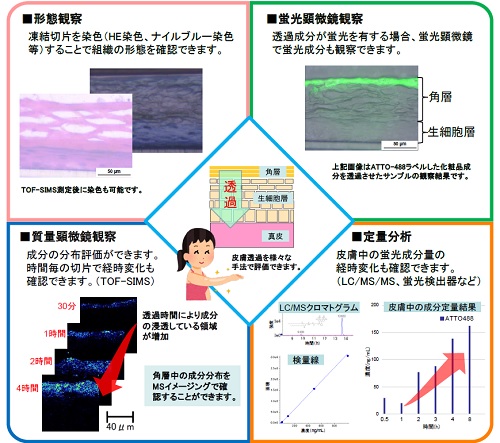 三次元培養ヒト皮膚を用いた皮膚透過性評価