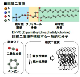 引張試験を実施する際のサンプル寸法と外観