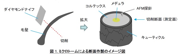 Microtome_AFM_Hair_diagram