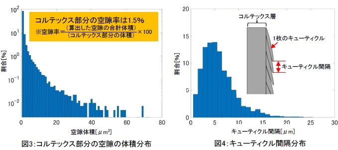 コルテックスの画像解析結果とキューティクルの画像解析結果