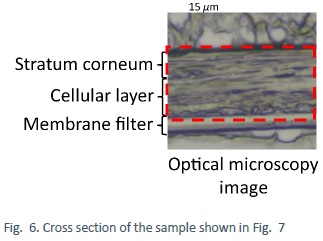 Cross section of the sample shown in Fig. 7