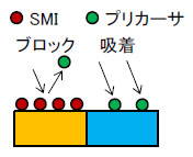GCMC法を用いたAS-ALDにおけるCu上の小分子阻害剤（SMI）とTMAの競合吸着解析(C0743)を追加
