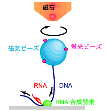 5DNAΰDNAαͤ餻˱äɤޤ롣