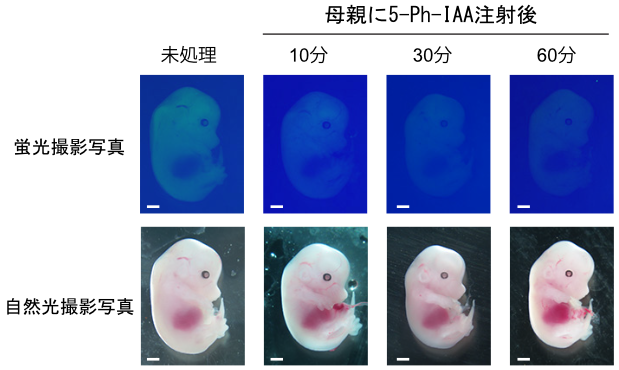 ¿Þ3 GFP¥ì¥Ý¡¼¥¿¡¼Æ³Æþ¥Þ¥¦¥¹ÂÛ»ù¤Ë¤ª¤±¤ëʬ²ò