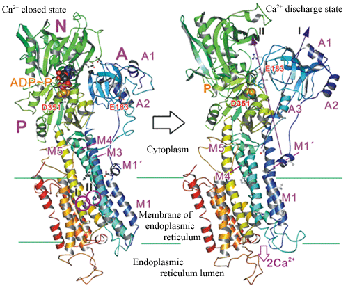 Fig. 2 Crystal structure of Ca<sup>2+</sup> pump corresponding to states of immediately before and after releasing two Ca<sup>2+</sup> (I, II) confined in he membrane. A domain rotates around the axis I by 90 degrees.
A ribbon indicates an alpha helix and an arrow indicates a beta sheet.