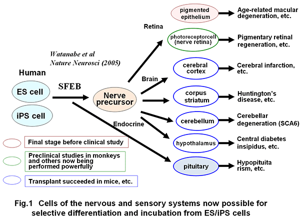 Fig. 1 Cells of the nervous and sensory systems now possible for selective differentiation and incubation from ES/iPS cells