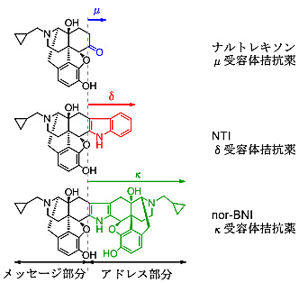 図1 メッセージ−アドレスの概念とμ, δ, κ拮抗薬の構造