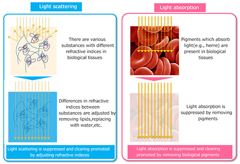 Fig. 1 Principle of tissue clearing