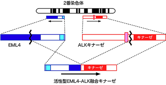 図1 EML4-ALK融合遺伝子の発見