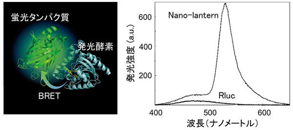¿Þ£± Nano-lantern¤Î¹½Â¤Ìϼ°¿Þ¤Èȯ¸÷¥¹¥Ú¥¯¥È¥ë