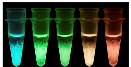 ¿Þ£³ Áý¶¯·¿Nano-lantern¤ÎÇÈĹÊѰÛÂÎ