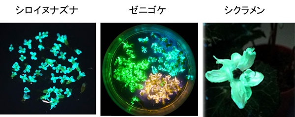 ¿Þ£´ Nano-lantern°äÅÁ»Ò¤¬Æ³Æþ¤µ¤ì¤¿³Æ¼ïȯ¸÷¿¢Êª