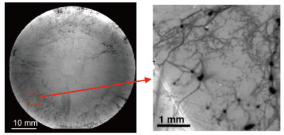 Fig. 3 Visualization of the defect distribution in SiC wafers by highly spatially resolved PL mapping