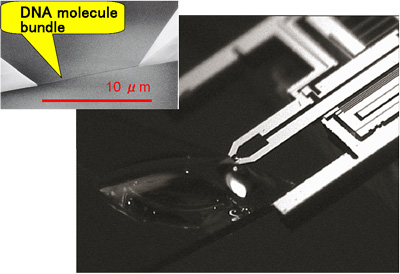 Fig. 2  MEMS molecule tweezers; on the upper left a DNA molecule bundle that was captured at the needle tip is shown.