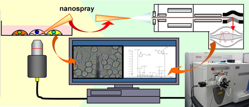 Fig. 3 Schematic principle of single-cell mass spectrometry