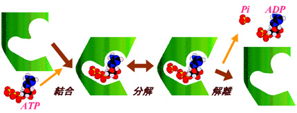 図4 たんぱく質分子機械の働く仕組み。