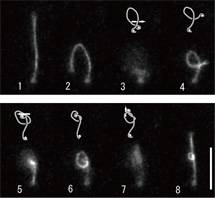 6DNA֡