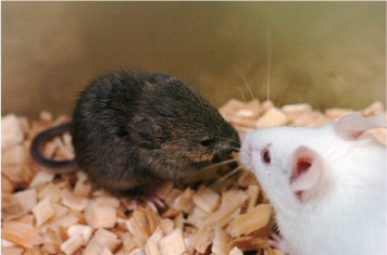  Fig.  1 Clone mouse produced from a frozen body at -20 ºC for 16 years (left) 