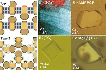 Fig. 1  Packing of three-dimensional crystals of membrane proteins and three-dimensional crystals of Ca<sup>2+</sup> pump proteins in various states