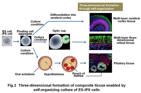 Fig. 2 Three-dimensional formation of composite tissue enabled by self-organizing culture of ES-iPS cells 