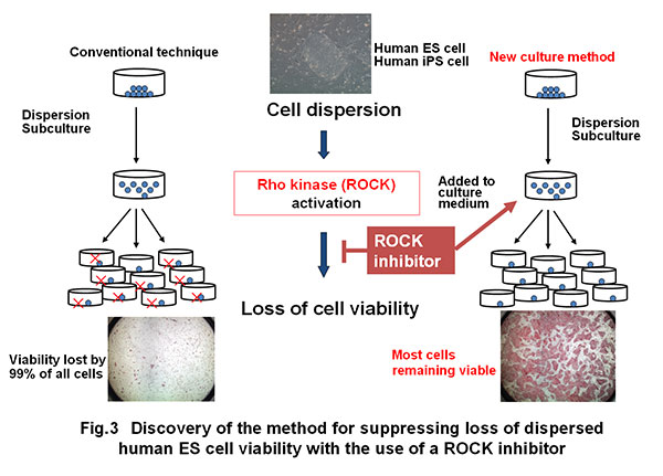 Fig. 3 Discovery of the method for suppressing loss of dispersed human ES cell viability with the use of a ROCK inhibitor