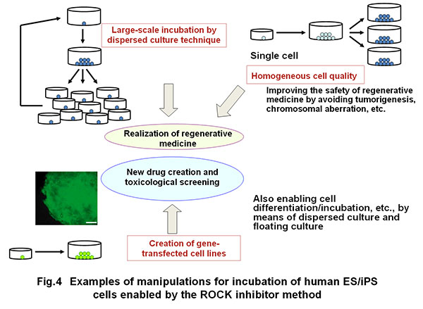 Fig. 4 Examples of manipulations for incubation of human ES/iPS cells enabled by the ROCK inhibitor method 