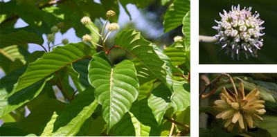 Photo. 1  Kiju (Camptotheca acuminata Decsne) leaf (left), flower (upper right), seed (lower right)