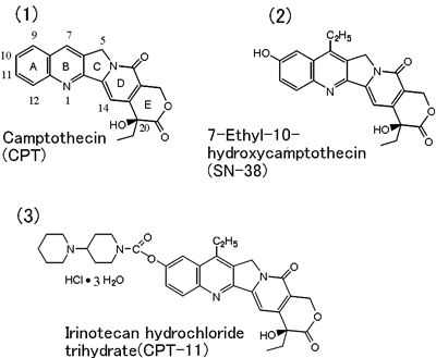Fig. 1  Chemical conversion of camptothecin into irinotecan hydrochloride