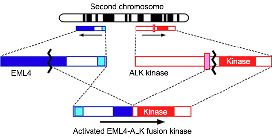 Fig.Figure1. Discovery of EML4-ALK fusion gene