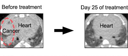 Fig.Therapeutic experiment of mice expressing EML4-ALK