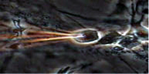 Fig.2 Selective capture of neurodifferentiated cell