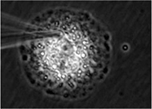 Fig. 4Drug constituent captured from inside human primary-cultured cell
