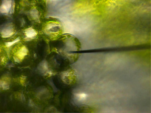 Fig. 6 Capturing single plant cell contents