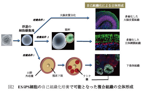��2 ES/iPS��˦�μ����ȿ������ܤǲ�ǽ�Ȥʤä�ʣ���ȿ���Ω�η���